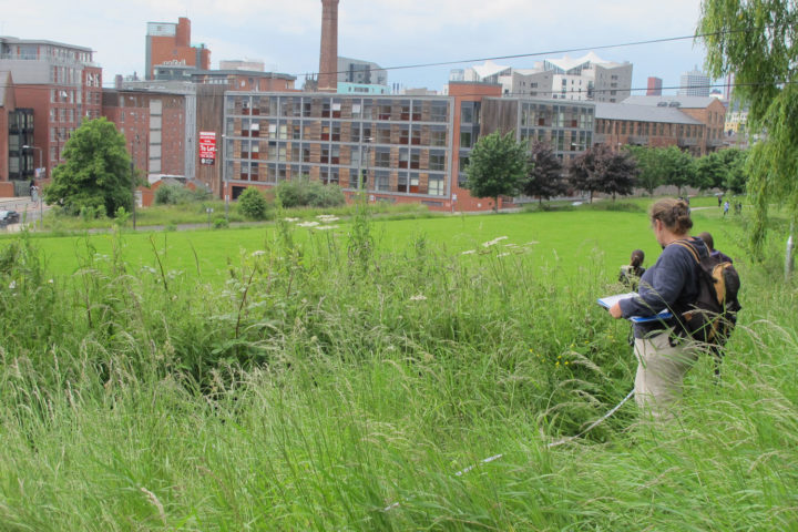 Photo of biodiversity survey in long grass on edge of park area